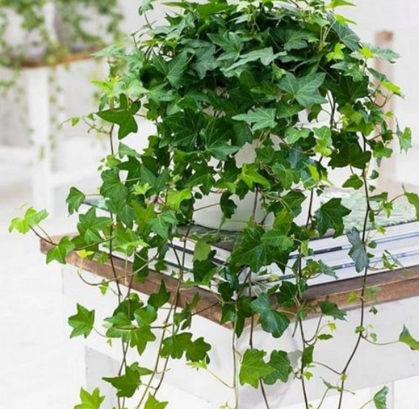 گیاه پیچک انگلیسی گیاه مناسب رشد در گلدان و فضای داخل