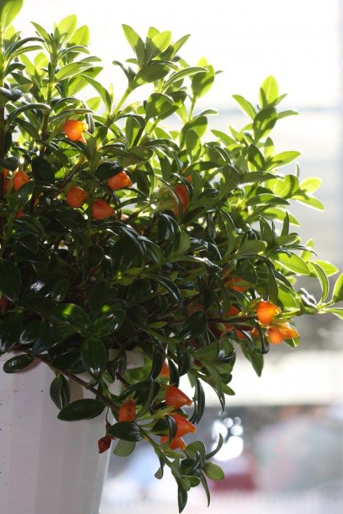 گیاه نماتانتوس با گل های قرمز و نارنجی