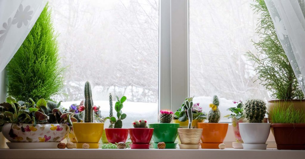 مراقبت و نگهداری گیاهان خانگی در زمستان