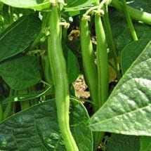 کشت لوبیا سبز در کشاورزی شهری