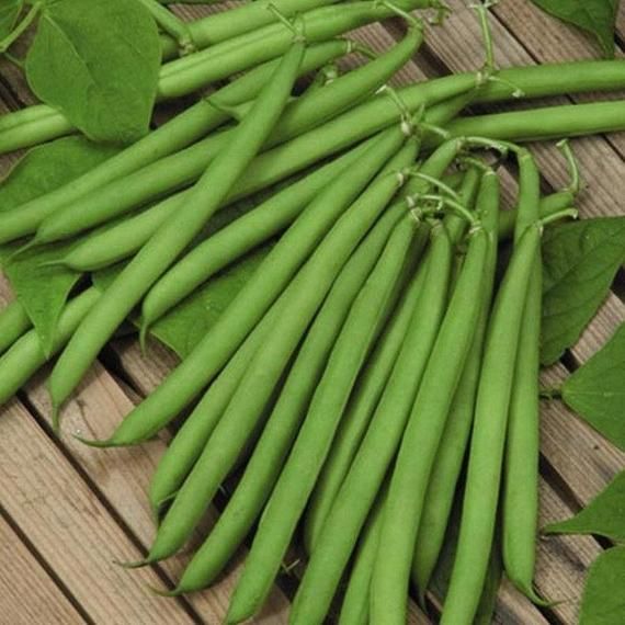 لوبیا سبز مناسب کشت در کشاورزی آپارتمانی و کشاورزی شهری