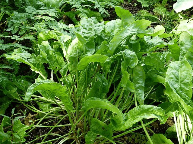 گیاه ترشک مناسب رشد در فضاهای بیرونی