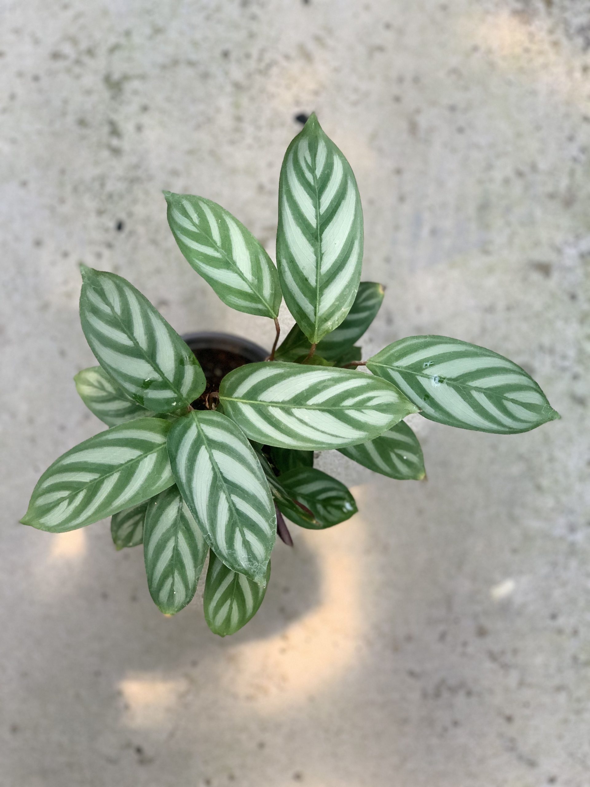 گیاه ستاره خاکستری گیاهی آپارتمانی با برگ های زیبا
