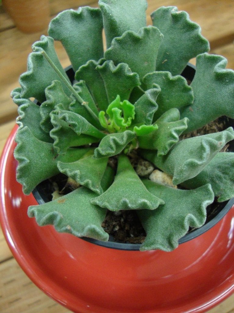 گیاه آدرومیسکوس کریستاتوس