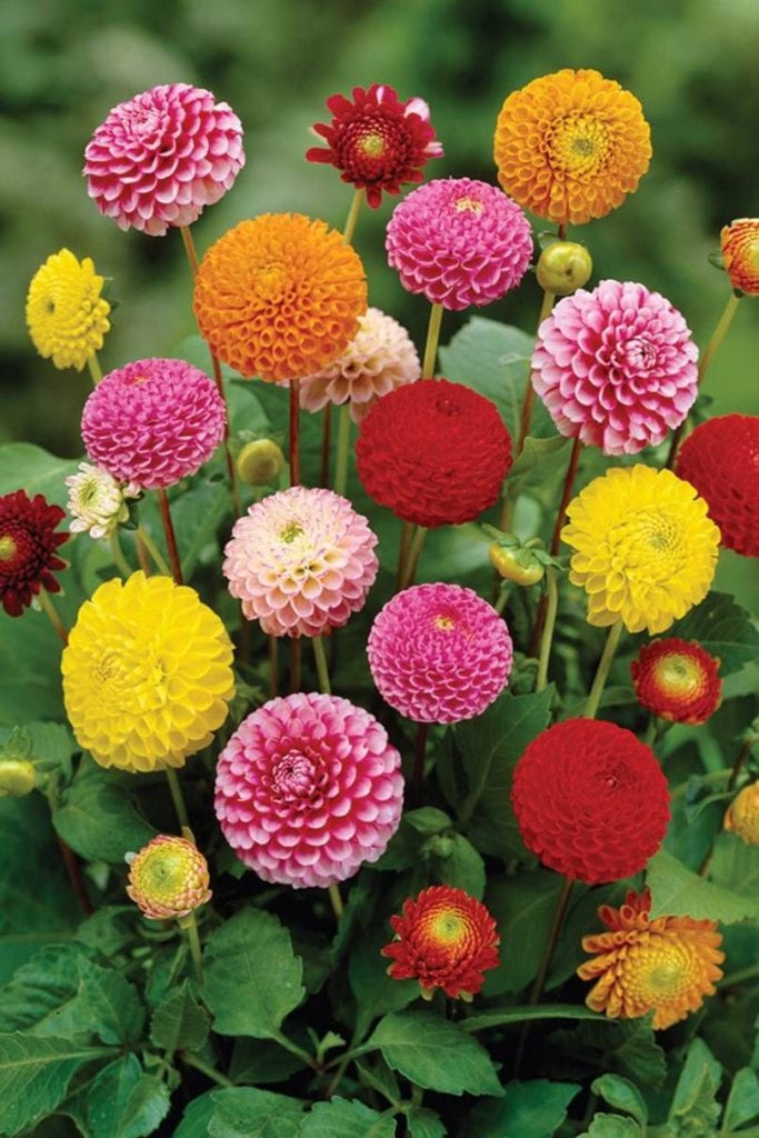 گل کوکب در رنگهای مختلف