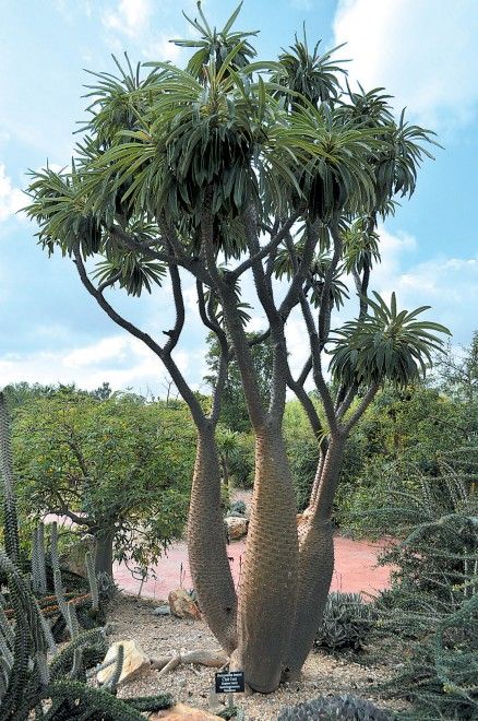 نخل ماداگاسکار کاشته شده در فضای باز
