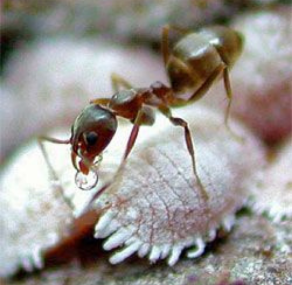 مورچه ها در حال تغذیه از شپشک ای آردی