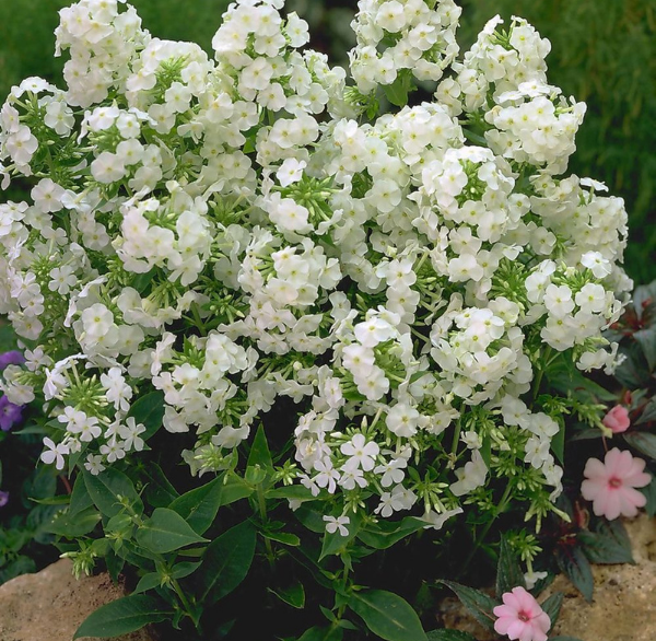 فلوکس paniculata باغی با گل های سفید رنگ