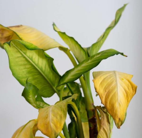 تاثیر سرما در زردی برگ گیاهان خانگی