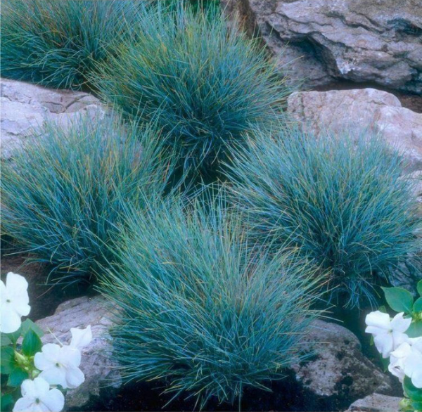 فستوکا آبی کاشته شده در باغ صخره ای