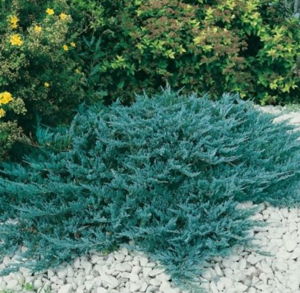 کاج جونی پروس آبی گیاه پوششی فضای باز