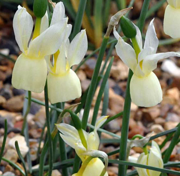 triandrus daffodil گونه ای از گل نرگس