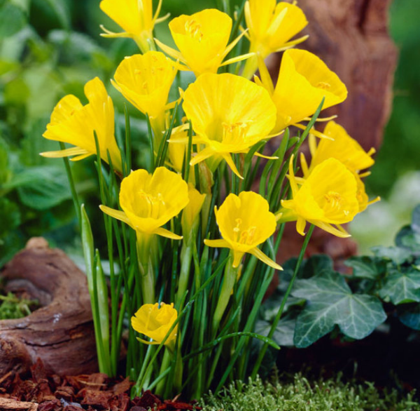 Bulbocodium daffodil گونه ای از گل نرگس