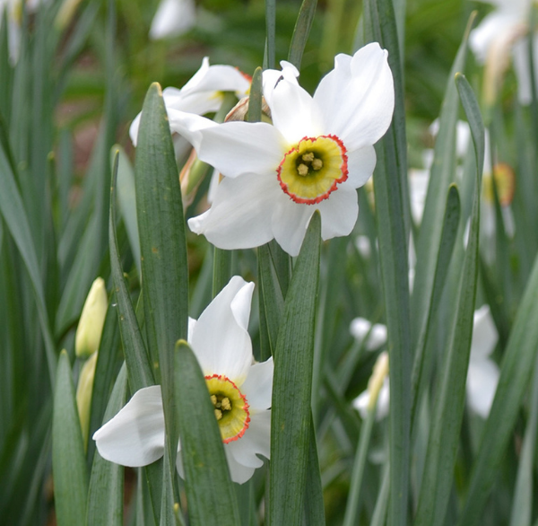 poeticus daffodil گونه ای از گل نرگس